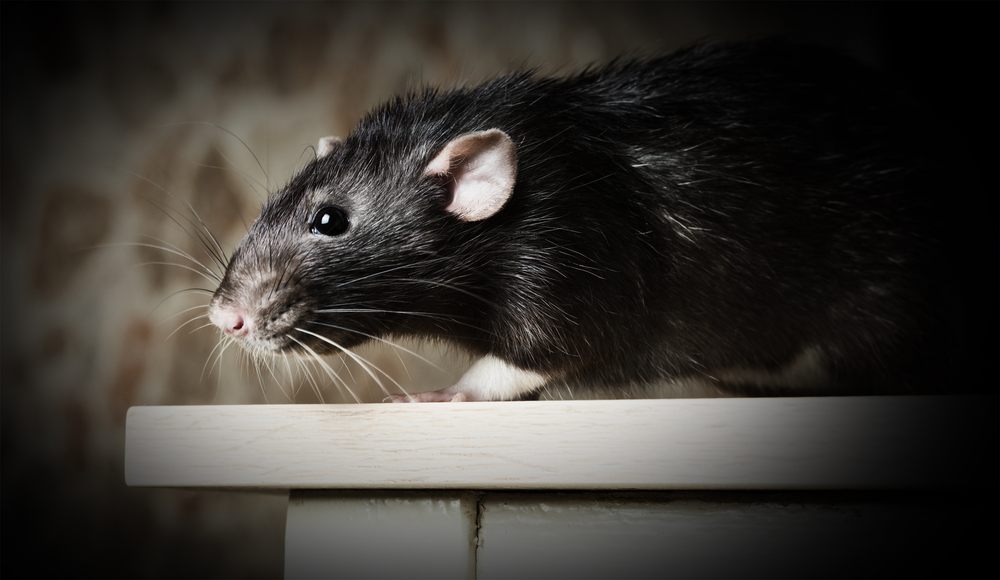 Para acabar com ratos e ratazanas, você precisa conhecer seus hábitos
